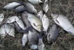 野钓视频,跟随镜头探寻自然水域的垂钓魅力